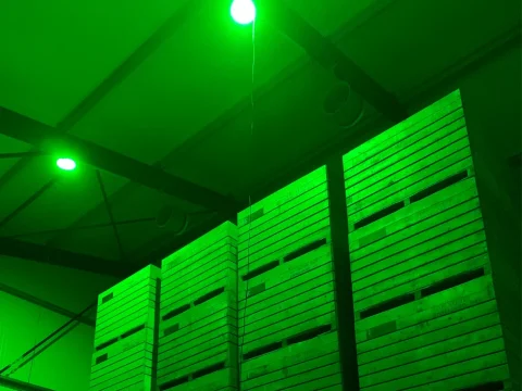 Green LED lighting prevents discoloration of potatoes