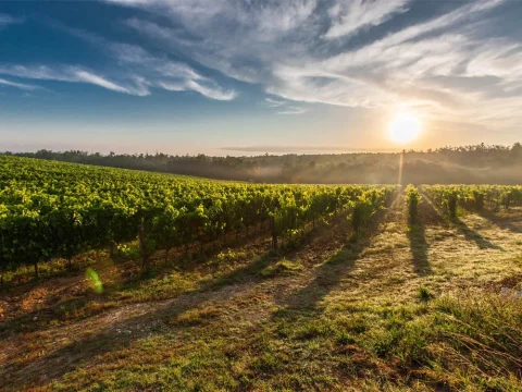 Intenz highbays for a wholesaler of packaging material for the wine industry in the south of France